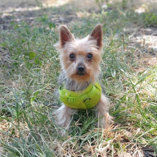 LEAH | Raza Yorkshire Terrier (Yorkie) | Perdida