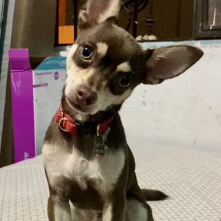 BAMBI | Raza Chihuahua | Perdido