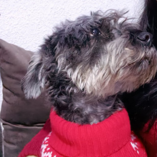 TOBY | Raza Mestizo, cruza de Schnauzer | Final Feliz