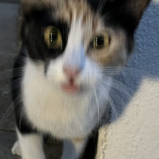  | Raza Calicó de pelo corto | Encontrada