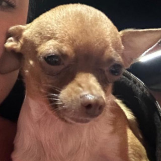 KALA | Raza Chihuahua | Perdida
