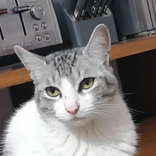 MARGOT | Raza Doméstico Americano de pelo corto | Perdido