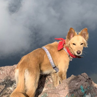 KALU | Raza Mestiza,  cruza de Golden Retriever con Border Collie | Final Feliz