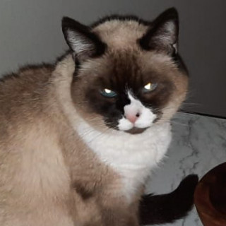 MÍA | Raza Snowshoes | Perdida