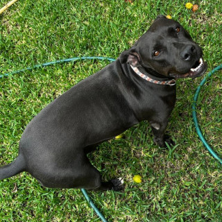 LAISA | Raza Mestiza, Cruza De American Pitbull Terrier | Final Feliz