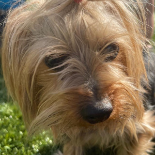 MÍA | Raza Yorkshire Terrier (Yorkie) | Final Feliz