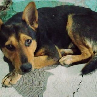 Foto de HERMOSO PELUDITO