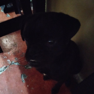 Foto de TOMMY