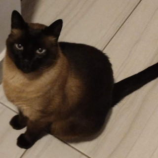 TOÑO | Raza Siamés Punto Foca | Perdido