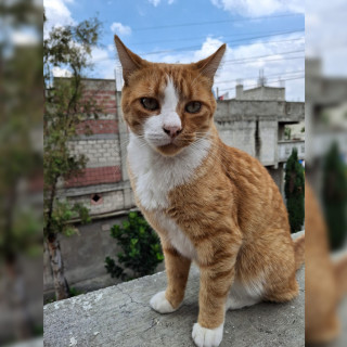 COCO | Raza Doméstico Américano de Pelo Corto | Final Feliz