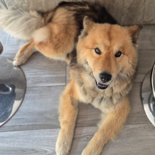 MILY | Raza Mestiza, cruza de Chow Chow | Perdida