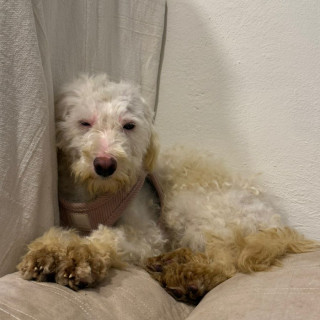 TOVA | Raza Mestiza, cruza de French Poodle | Perdida