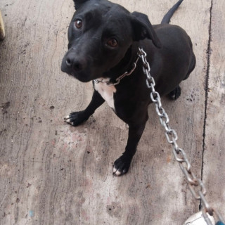 HERMOSA PELUDITA | Raza Mestiza, cruza de American Pitbull Terrier | En Adopción