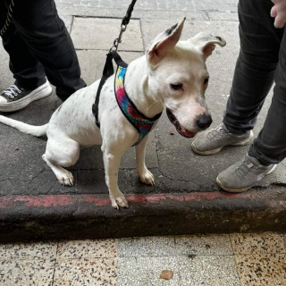 HERMOSA PELUDITA | Raza Mestiza, Posible Cruza De Dogo Argentino | En Adopción