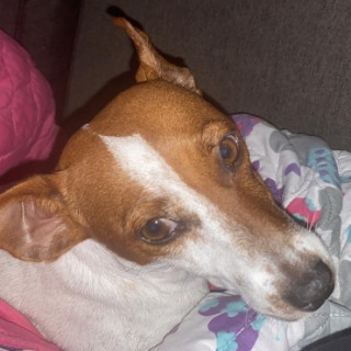 KHALI | Raza Jack Russell Terrier | Perdida