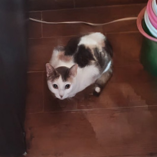 YOLTZIN | Raza Calicó de pelo corto | Perdida