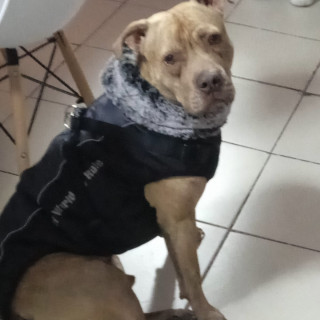 DOGOS | Raza American Pitbull Terrier | Perdido
