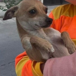 RUDY | Raza Chihuahua | Perdido