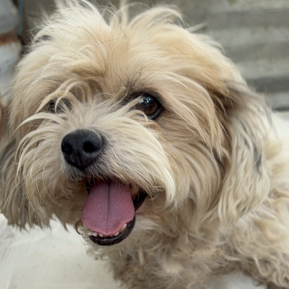 MÍA | Raza Mestiza,  cruza de Maltés con French Poodle,  (Maltipoo) | Final Feliz