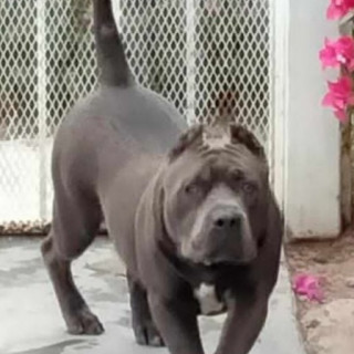 ZEUS | Raza American Pitbull Terrier | Perdido
