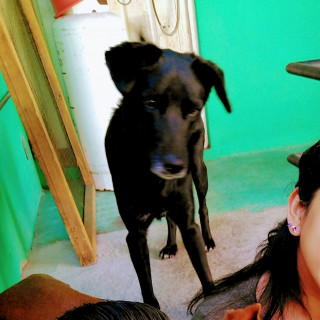 BALA | Raza Mestiza, cruza de Labrador | Perdida