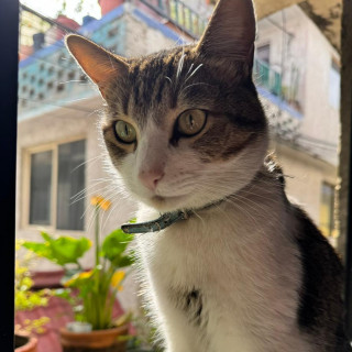 VLADIMIR | Raza Doméstico Américano de Pelo Corto | Final Feliz