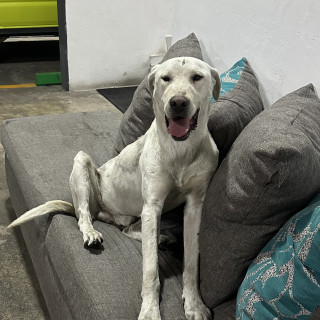  | Raza Labrador  | Final Feliz