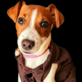 OHANNA | Raza Jack Russell Terrier | Perdida