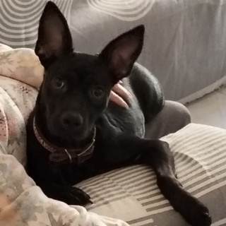 LÚA | Raza Mestiza, cruza de Pug con Bulldog Francés | Perdida