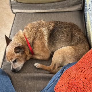 PULGA | Raza Chihuahua | Perdido