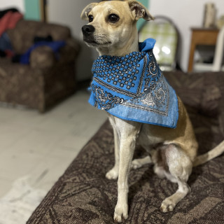 BILLIE | Raza Chihuahua | Perdido