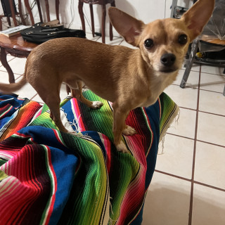 Foto de APOLO
