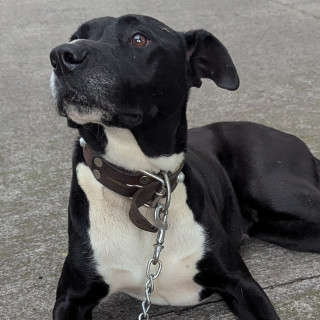  | Raza Mestiza, cruza de American Pitbull Terrier | Encontrada