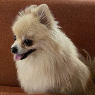 MAGA | Raza Pomerania | Perdida