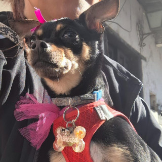 PRINCESA | Raza Chihuahua | Perdida