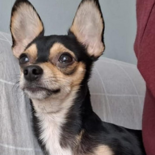 MAX | Raza Chihuahua | Final Feliz