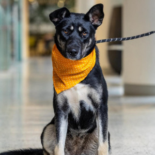 GRETEL | Raza Mestiza, cruza de Pastor Alemán | En Adopción