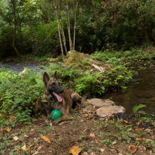 JADE | Raza Pastor Holandés o Dutch Sheperd | Perdido