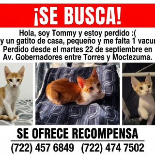 TOMMY | Raza Doméstico Américano de Pelo Corto | Perdido