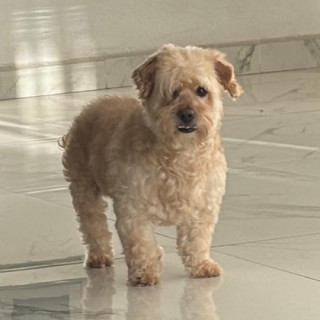 BEBÉ | Raza Mestizo, cruza de Maltés con French Poodle,  (Maltipoo) | Perdido