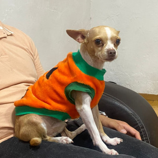 ZEUS | Raza Chihuahua | Perdido