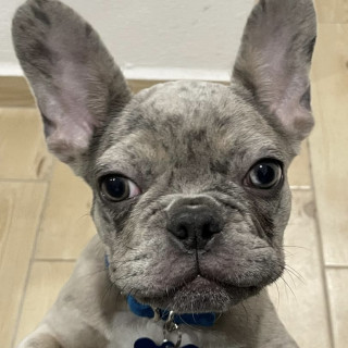 YODA | Raza Bulldog Francés  | Final Feliz