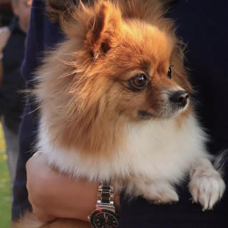 KIA | Raza Pomerania | Perdida