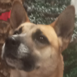 MAX | Raza Mestizo, cruza de Pastor Belga Malinois | Perdido