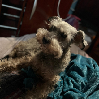 GANYA | Raza Schnauzer | Perdida