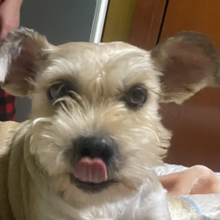  | Raza Mestiza, cruza de Schnauzer | Final Feliz