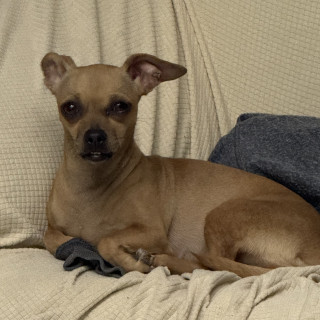 FLACA | Raza Chihuahua | Perdida