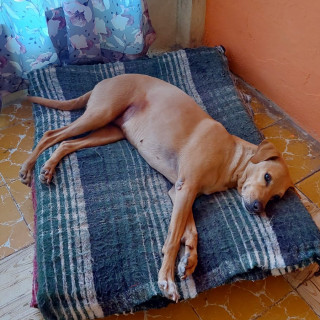 NIÑA | Raza Mestiza | Perdida