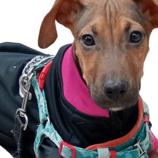 FIONA | Raza Mestiza | En Adopción