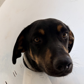 Foto de NOVA